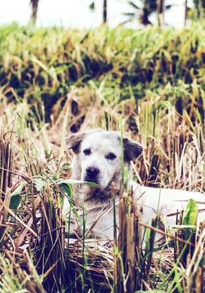 Adam White stray dog